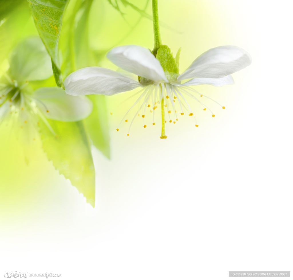 梨花