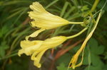黄花菜