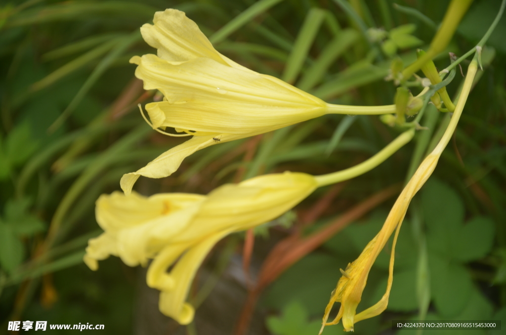 黄花菜