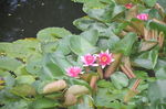 睡莲