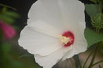 芙蓉葵