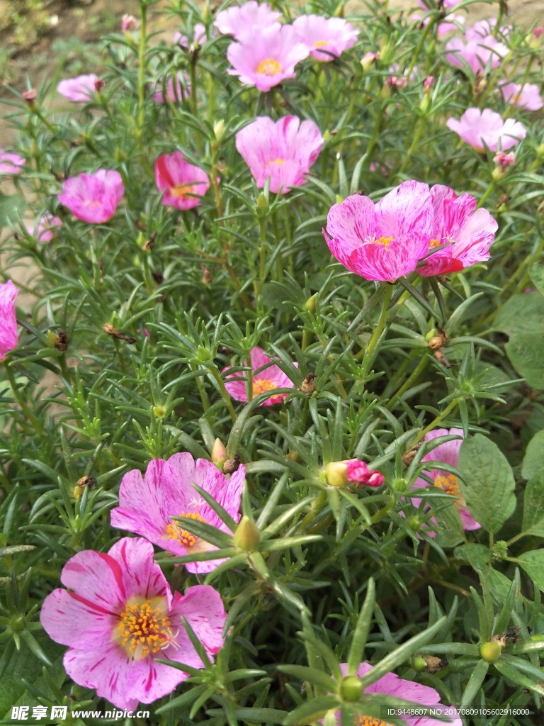 太阳花