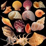 各种海螺超清素材
