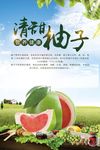 沙田柚宣传海报