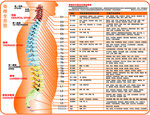 脊椎全息图