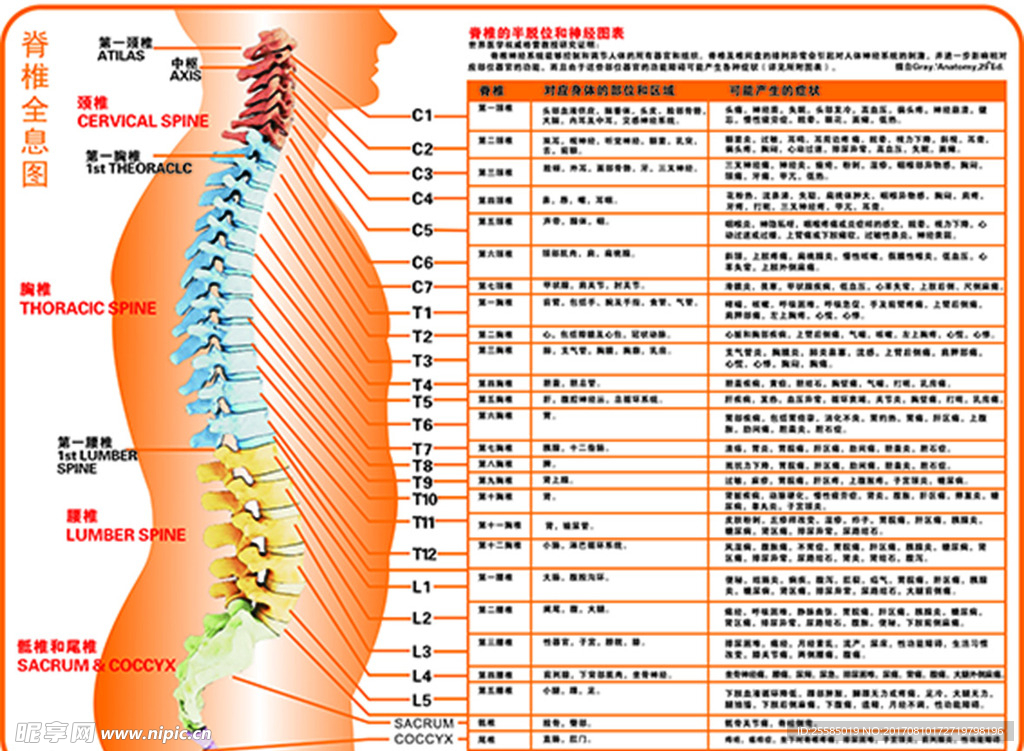 脊椎全息图