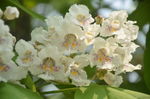 黄金树花
