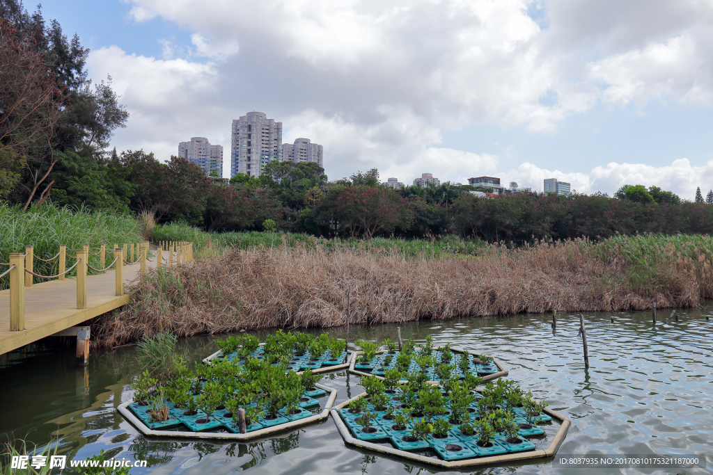 深圳华侨城湿地公园