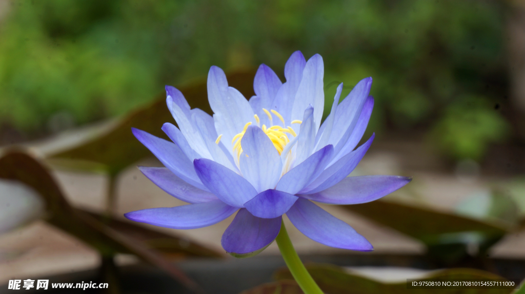 澳洲蓝巨睡莲