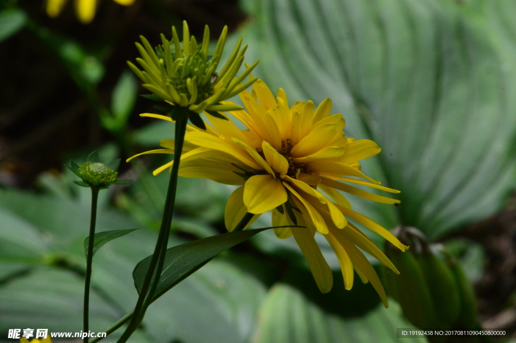 小黄花