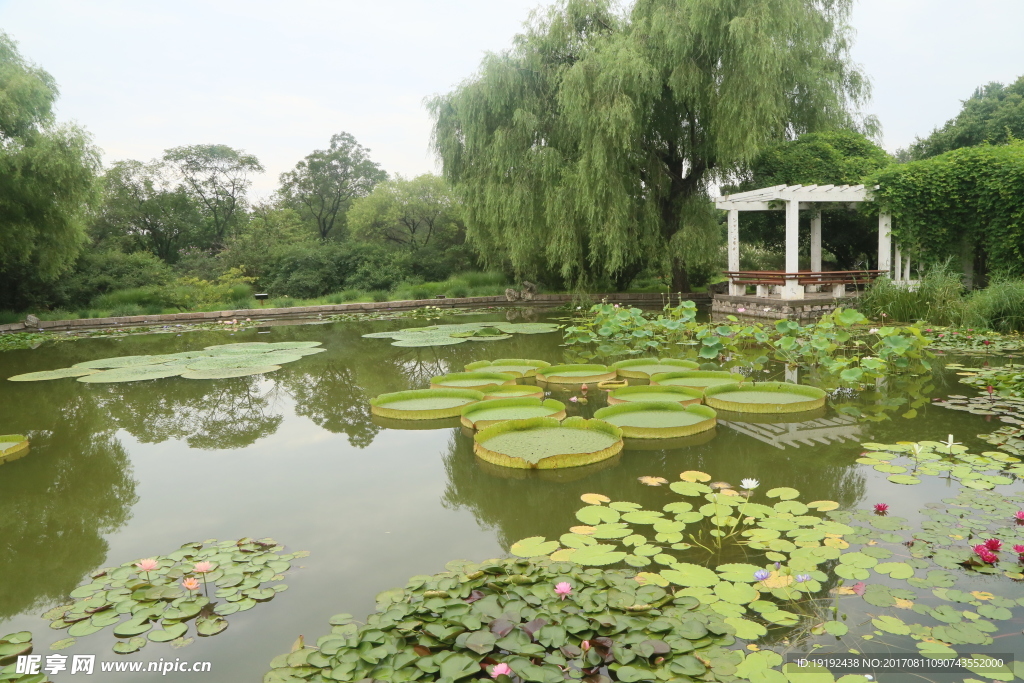 夏日植物园