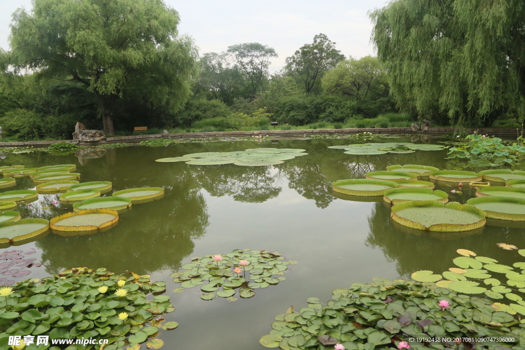荷塘美景