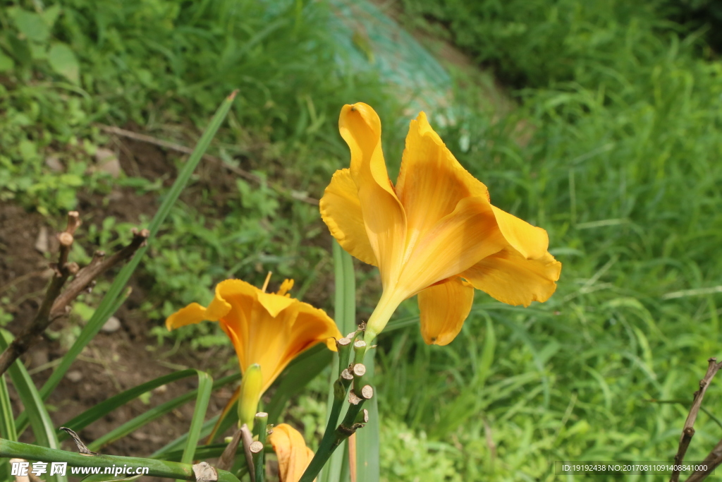 萱草花