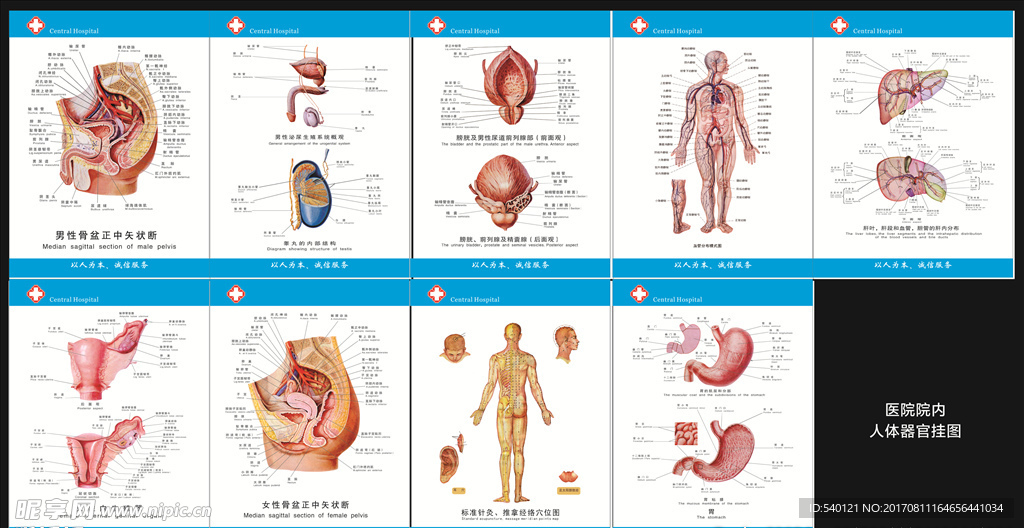 医院挂图  男性女性结构图
