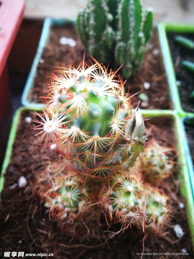多肉植物仙人指