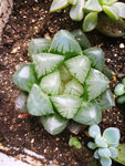 多肉植物玉露