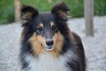 三色牧羊犬