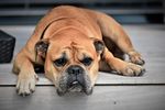 慵懒趴着的斗牛犬图片