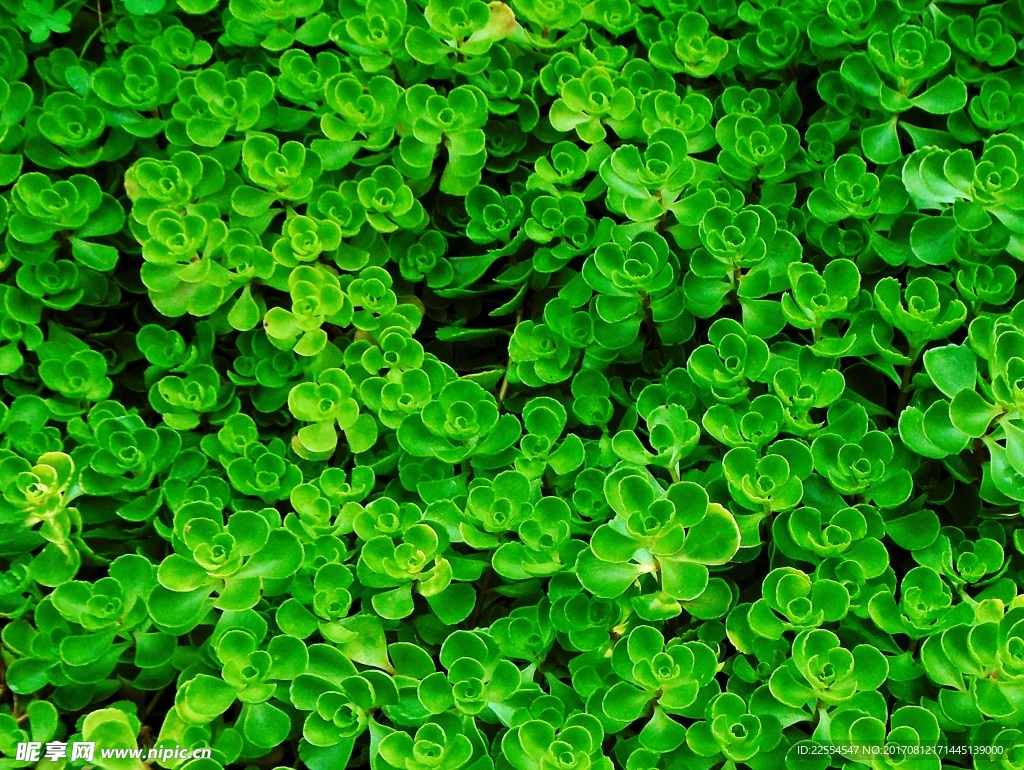 多肉植物背景图片