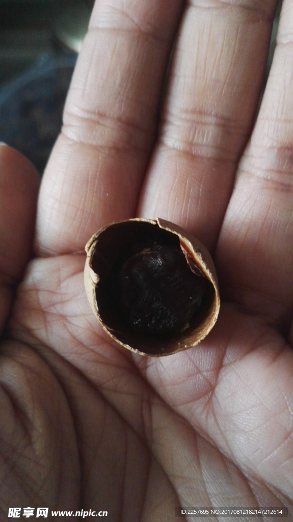 桂圆