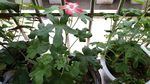 红花马宁