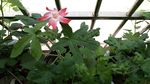 红花马宁