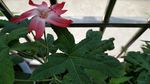 箭叶秋葵