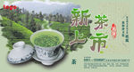 新茶上市