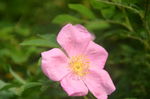 刺玫花