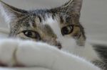 一脸厌弃表情的猫