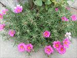 蚂蜂菜花