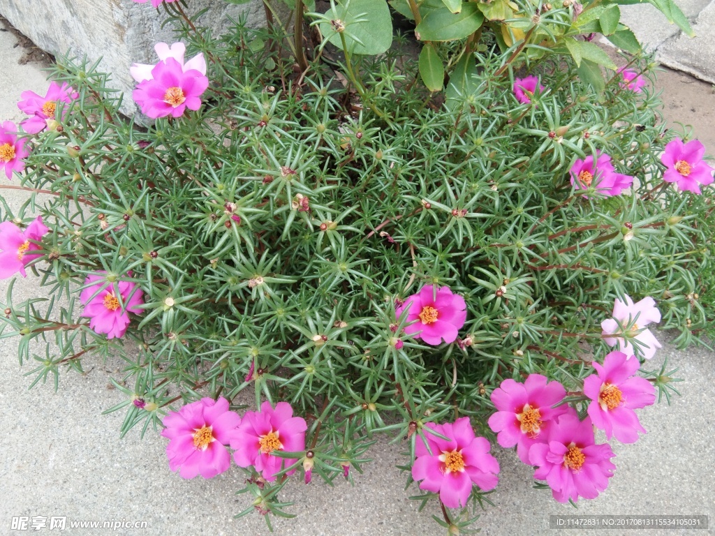 蚂蜂菜花