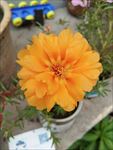 蚂蜂菜花
