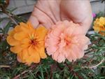 蚂蜂菜花
