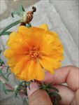 蚂蜂菜花