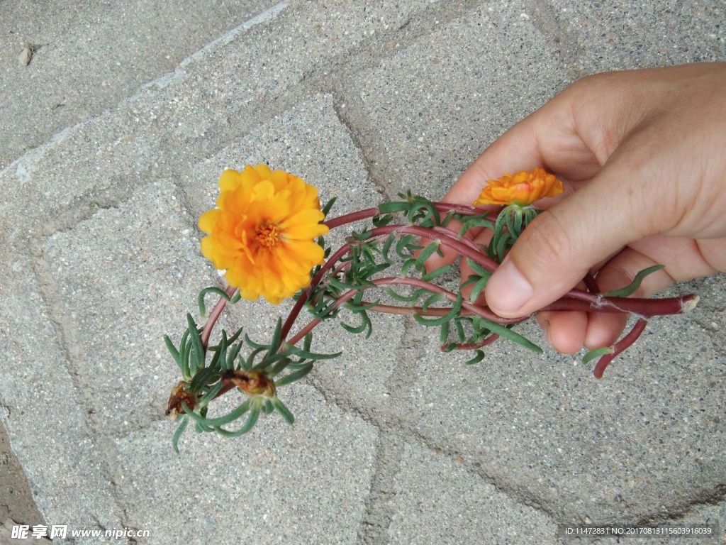 蚂蜂菜花