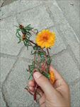 蚂蜂菜花