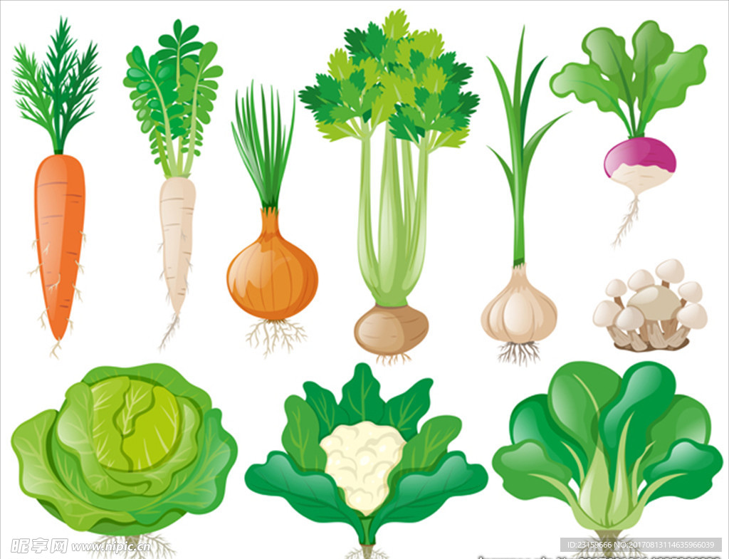 不同种类的蔬菜插图
