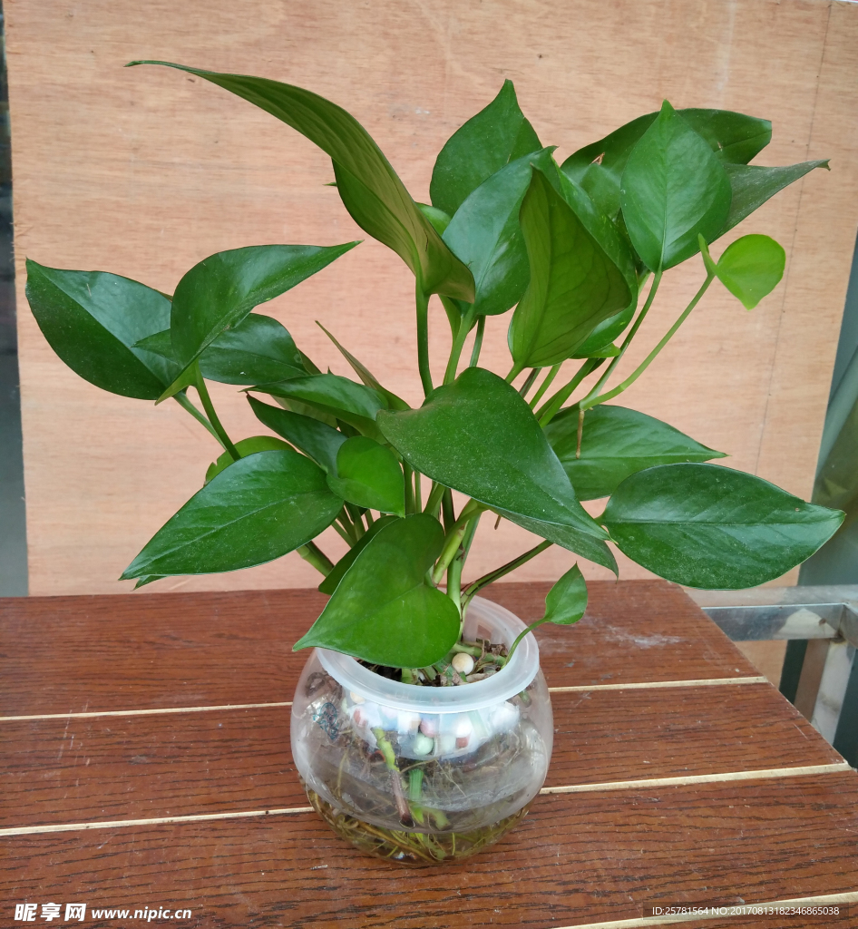 绿萝