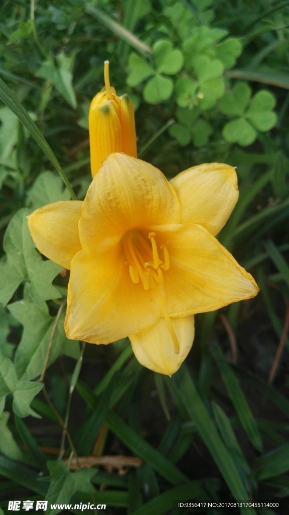 黃花菜