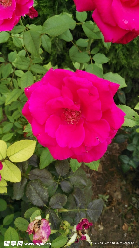 月季花