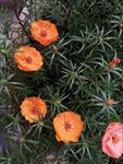 蚂蜂菜花