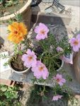 蚂蜂菜花
