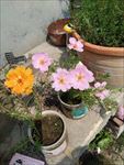 蚂蜂菜花