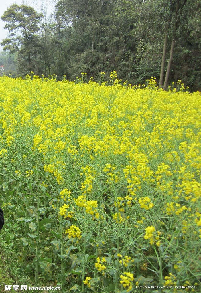 黄油菜子花