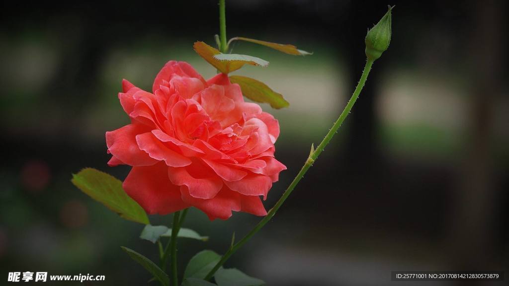 月季花