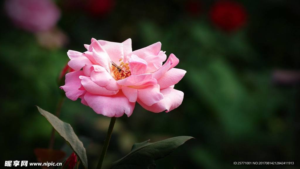 月季花