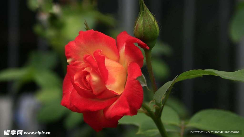月季花