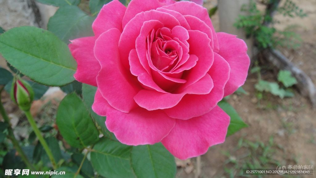 月季花