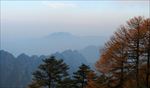 苍山青松